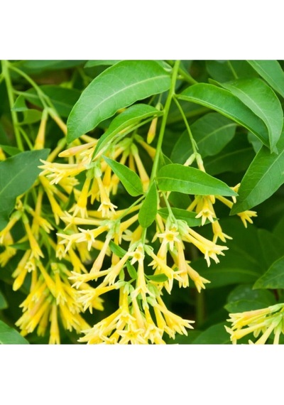 Yoğun Kokulu Melisa Parfüm Çiçeği Bitkisi 1 Adet Saksılı/ Tüplü 40-60 Cm Cestrum Parqui