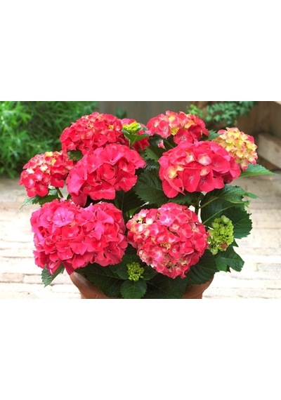 Ortanca – Hydrangea Macrophylla 20-40cm -Pembe