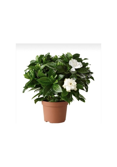 Kokulu Hediyelik 1 Adet Gardenya Çiçeği Saksılı 30-50cm Gardenia Flower