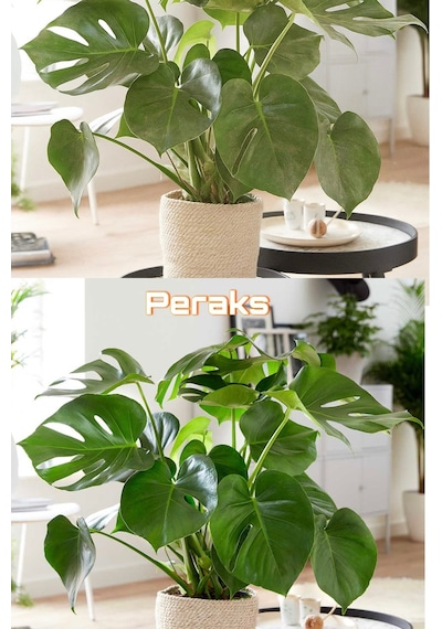 3v Peraks Bitkisel Yaprak Parlatıcı & Temizleyici - Bitki Koruyucu Sprey Doğal Bitki Bakım 1