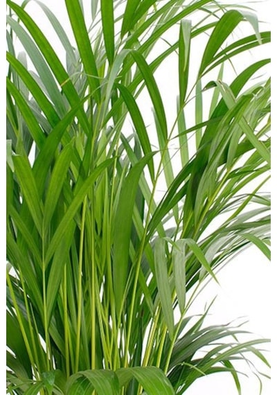 Areka Palmiyesi 170-180 Cm -  Salon Ofis Bitkisi 6343