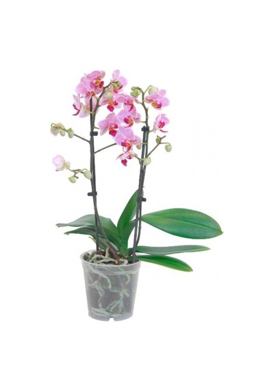Genta Orkide Torfu 5L N11.104