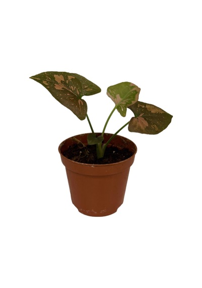 Syngonium Podophyllum 'pink Sp.lash' Melek Kanadı Çiçeği