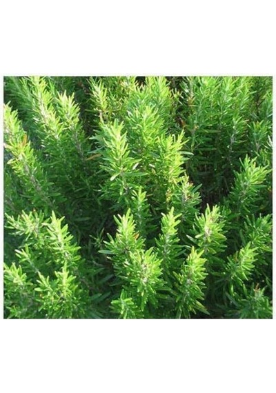 Biberiye Fidanı Rosmarinus Officinalis