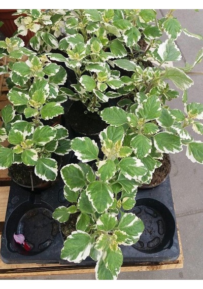 Plectranthus Forsteri Kokulu Sarkısı Tür Benjamin Çiçeği Saksılı 10-20cm