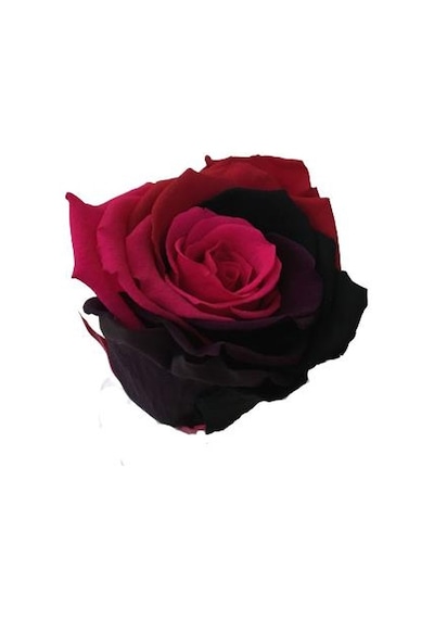 Rose Amor Parçalı Renk Pembe Bordo Solmayan Şoklanmış Gül Xl
