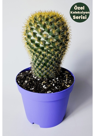 Mammillaria Flavicentra Kaktüs Altın Dikenli Koleksiyonluk Özel Seri 8.5 Cm Saksıda