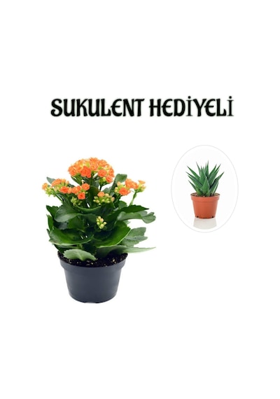 Kadınlar Gününe Özel Turuncu Renk Kalanşo-emel Hanım Çiçeği Sukulent Hediyeli