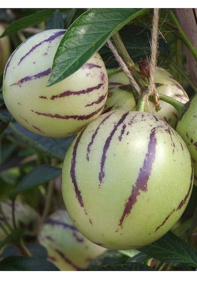 Pepino Fidanı 40 Cm 60 Cm