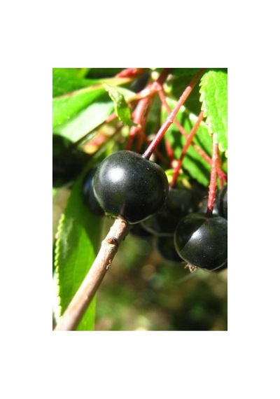 Aronya Fidanı Aronia Berry 10-20 Cm