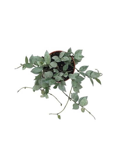 Hoya Krohniana 'Eskimo' (Mum Çiçeği) Ø12 CM Y20-25 CM
