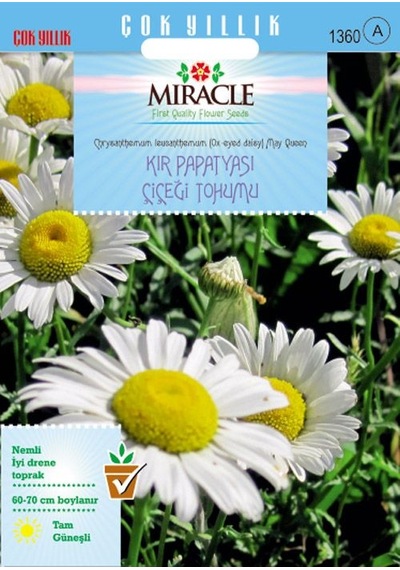 Miracle Krizantem Kır Papatyası Çiçeği Tohumu 100 Tohum