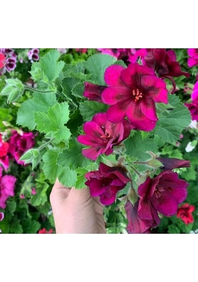 Koyu Bordo Ceylan Gözü Sardunya Çiçeği Fidanı 10-20 Cm