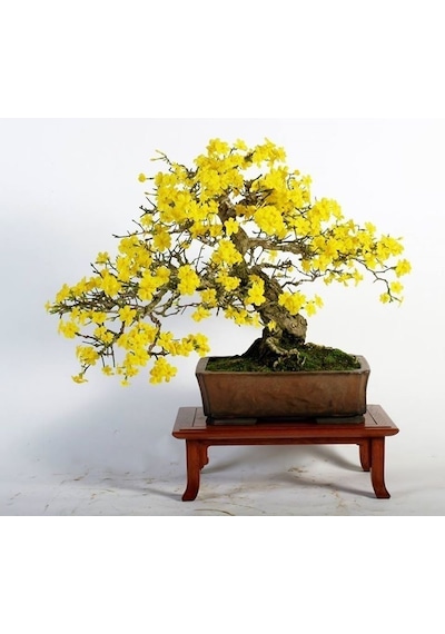 Ginkgo Biloba Fidanı 5 Adet - Mabet Ağacı
