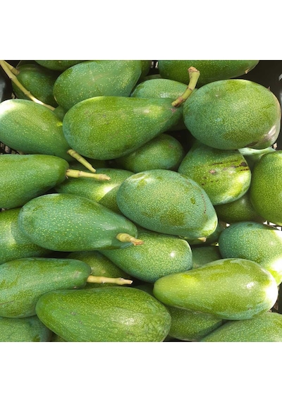 Clifton Avokado 1 KG