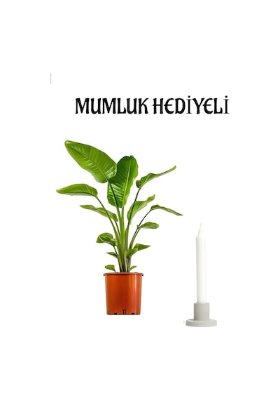 Sevgillier Günü Hediyelik Starliçe Cennet Çiçeği Strelitzia Bitkisi Mumluk Hediyeli