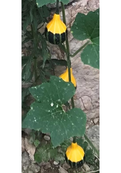 Yerli Küçük Ampul Süs Kabağı Tohumu 10 Adet
