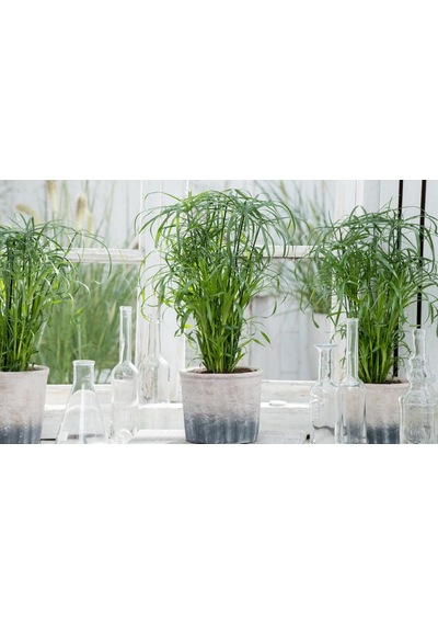 Japon Şemsiyesi - Cyperus Alternifolius 20-40 cm