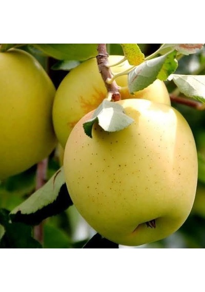 6 Yaş Aşılı Arap Golden Elma Fidanı , Saksıda