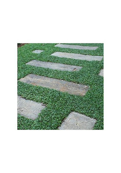 Dona Dayanıklı Fare Kulağı Tohumu, Dichondra Repens, 100 Adet