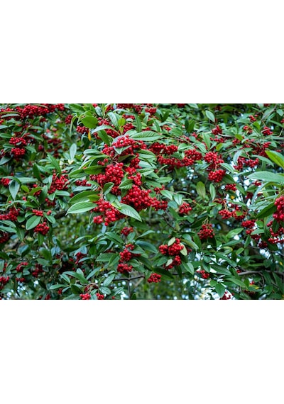 Cotoneaster Salicifolius 5 Adet - Herdem Yeşil Dağ Muşmulası