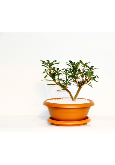 Bonsai Pitosporum Yıldız Çalısı - 7 Yaşında Kiremit Saksı