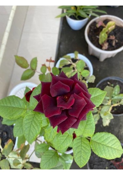 Videolu Yediveren Bordo Kokulu Gül Fidanı 2 Adet Saklı/tüplü Bahçe Bitkisi 45-65 Cm Burgundy Rose