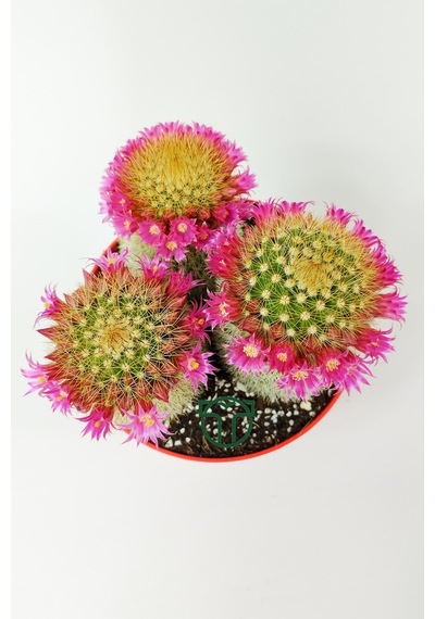 Mammillaria Spinosissima Taç Pembe Çiçekli Kaktüs 3 Adet Büyük Bo