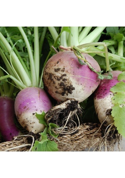 Şalgam Turpu Turnip Tohumu 10 Gr Paket 1 Paket