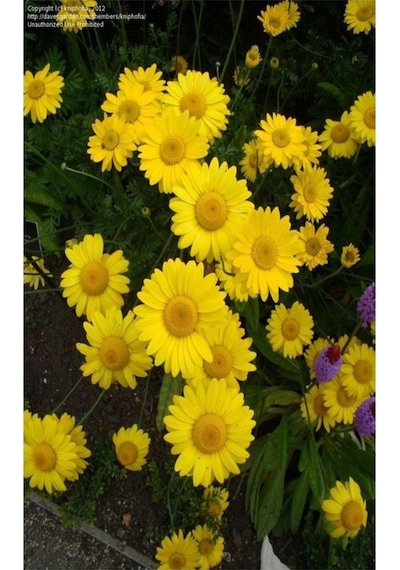 Videolu 1 Adet Sarı Papatya Fidanı Saksılı 35-65cm Yellow Daisy Sapling