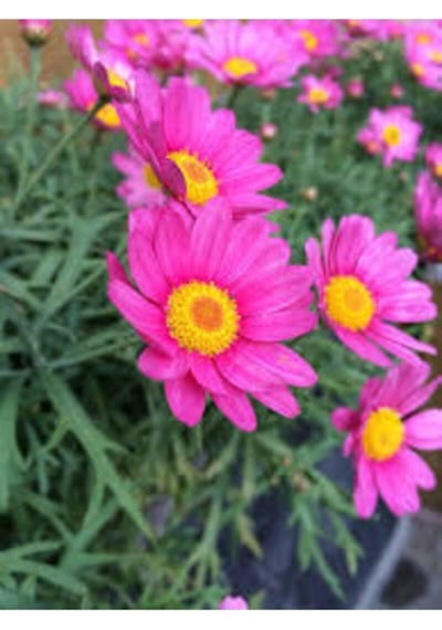 25 Adet Tohum Organik Pembe Papatya Çiçeği Balkon Çiçeği Pembe Papatya Tohum Saksı Toprak