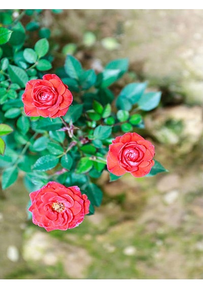 1. Kalite Özel Seri 3 Adet Chica Açık Kırmızı Gül 45-85cm Saksılı Chica Light Red Rose