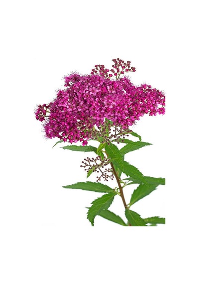 1 Adet Pembe Keçi Sakalı Çiçeği 40-60 Cm Saksılı Çiçekli Bodur Bitki Codiaeum Variegatum