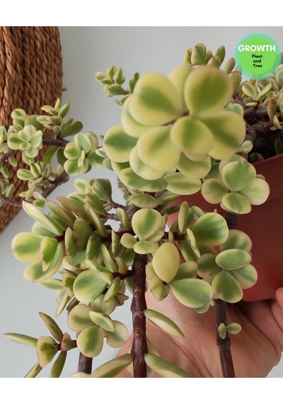 Portulacaria Afra Variegata Fil Azığı 1 Adet