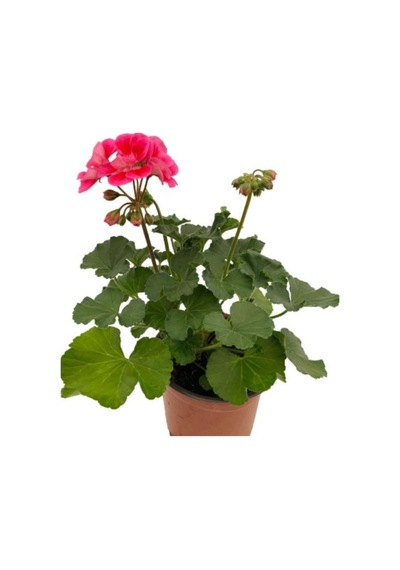 Ebruli Sardunya Çiçeği Fidesi 10-20 Cm