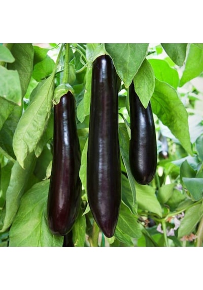 Kemer Patlıcan Tohumu 2 Gram 1 Paket