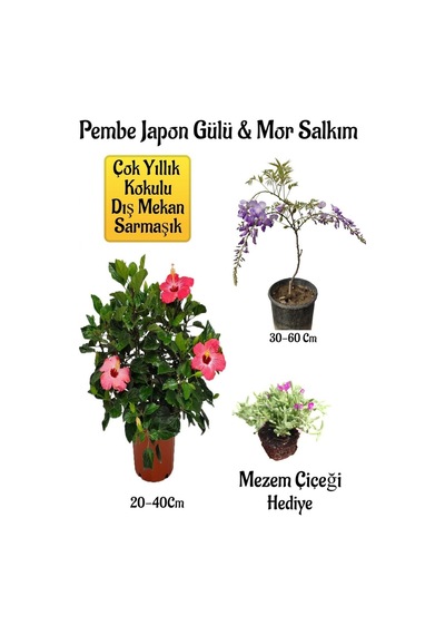 Pembe Japon Gülü Çiçeği+mor Salkım Ağacı Fidanı Mezem Çiçeği Bahçe Peyzaj Seti