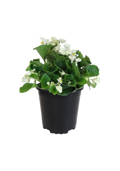 Begonya Begonia Beyaz Renk 30 Adet