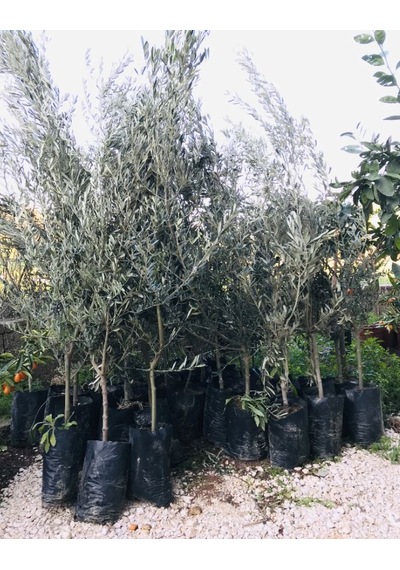 Tüplü Zeytin Ağacı Fidanı Gemlik Zeytin Fidanı