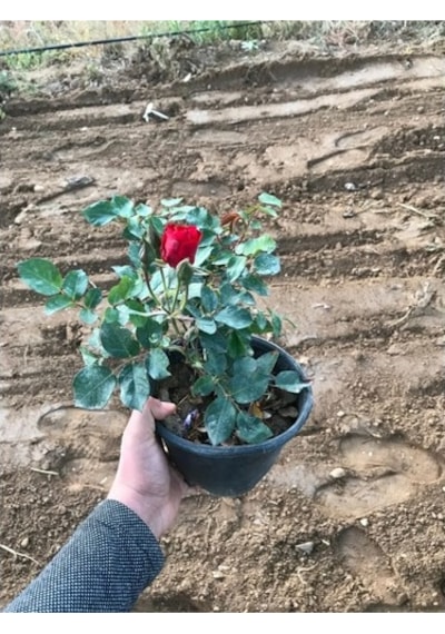 Ateş Kırmızı Gül Fidanı 15-25 Cm