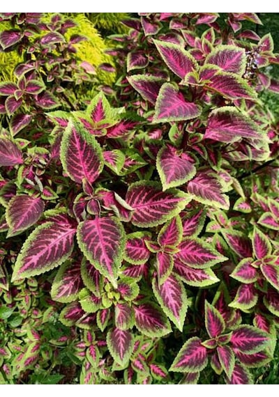 Videolu Hediyelik Yaprak Güzeli 10 20 Cm 1 Adet Saksılı Iç Mekan Bitkisi Coleus Scutellarioides