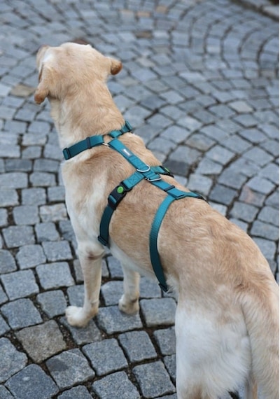 Kaçış Önleyici Köpek Tasması Petrol Yeşili 55 Cm - 74 Cm, M Mavi Yeşil