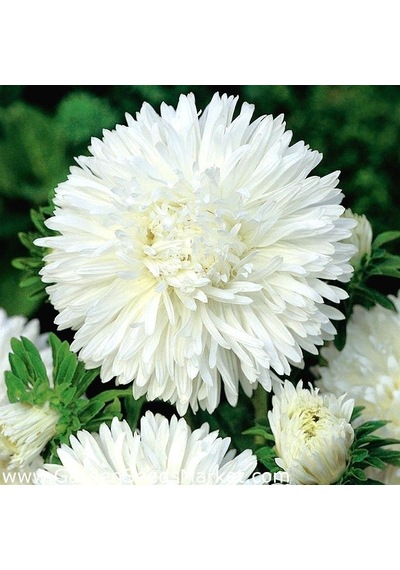 Bellis Perennis Beyaz Ponpon İngiliz Çayır Papatyası Çiçeği Tohum N115063