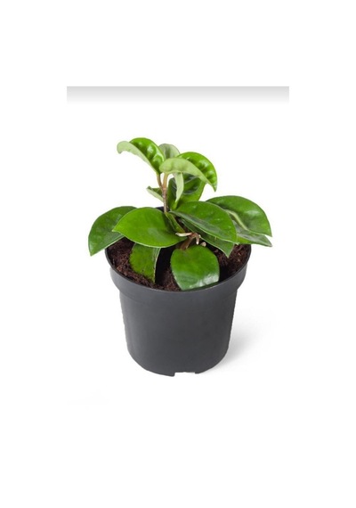 Beyaz Mum Çiçeği Hoya 10-15cm Yavru
