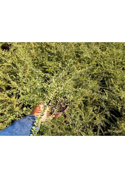 Yayılıcı - Yer Örtücü 'lonicera Lemon Beauty' 5'liset