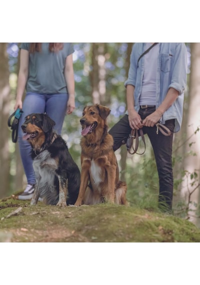 Premium Köpek Gezdirme Kayışı L - Xl, Siyah, 1 M - 25 Mm