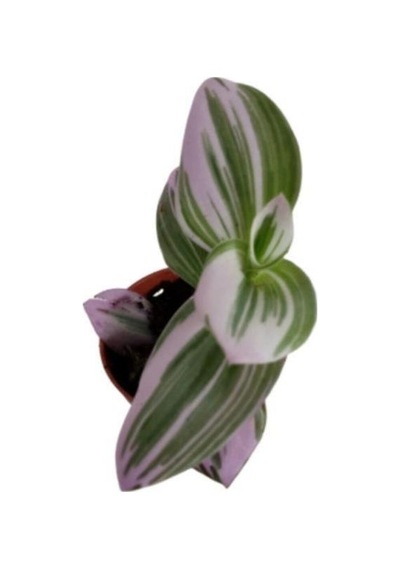 Tradescantia Nonuk Telgraf Çiçeği Fidanı 10-20 Cm