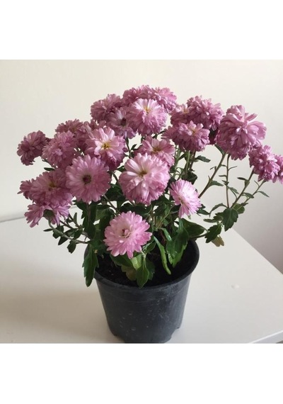 Kasımpatı Çiçeği Fidesi Pembe 10-20 Cm