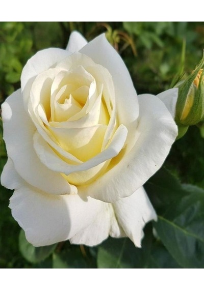 Krem Beyazı 2 Adet Yediveren Kokulu Gül Fidanı Saksılı 50-75 Cm Cream White Rose