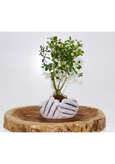 Dekoratif Avuç Saksıda Bonsai Buxus 3 Adet
